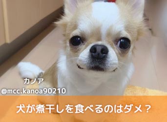 犬が煮干しを食べるのはダメ?塩分が多いので食べ過ぎないように注意のサムネイル画像